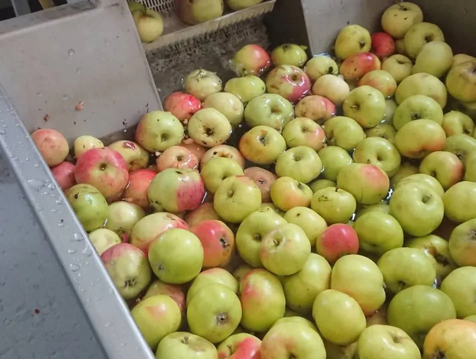Äpplen tvättas i musteriet innan de krossas och pressas